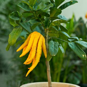 Sormisukaattisitruuna - Citrus medica var. sarcodactylis