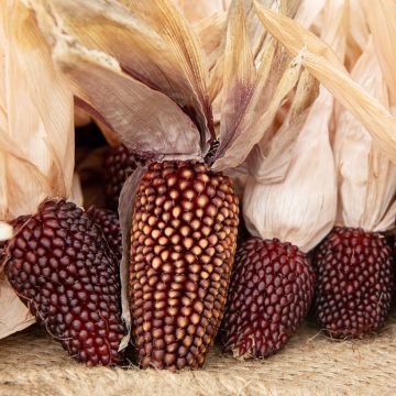 Maissi Strawberry Pop Corn luomu - Ferme de Sainte Marthe