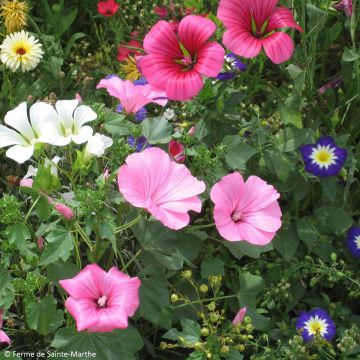 Maloppi luomu - Malope trifida
