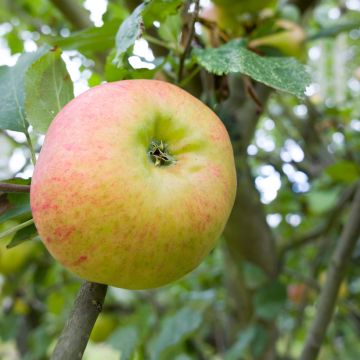 Tarhaomenapuu Bramley's Seedling