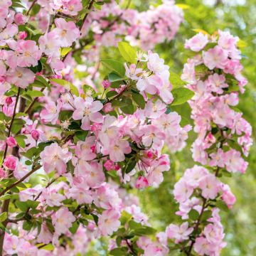 Koristeomenapuu - Malus x micromalus