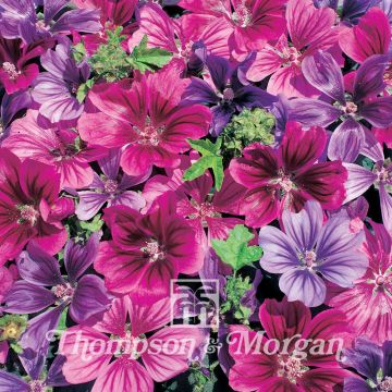 Kiiltomalva Mystic Merlin (siemenet)