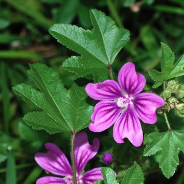 Kiiltomalva (siemenet) - Malva sylvestris
