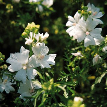Myskimalva Snow White (siemenet)