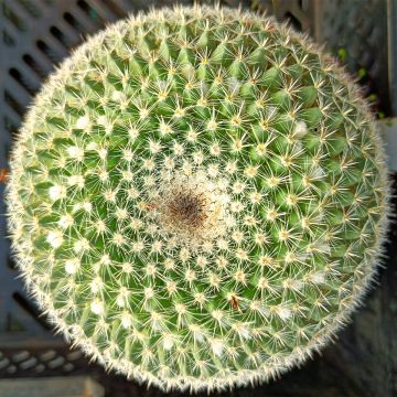 Syyläkaktus - Mammillaria perbella