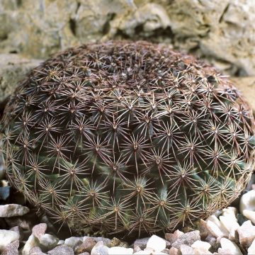 Cactus - Mammillaria heyderi