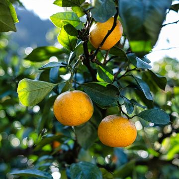 Satsuma - Citrus reticulata subsp. unshiu