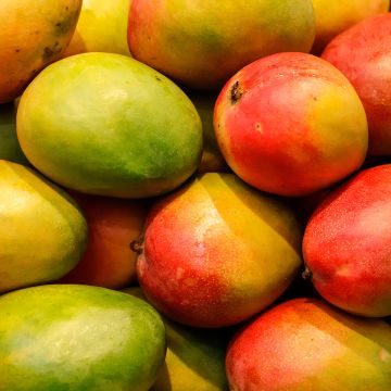Mangopuu - Mangifera indica