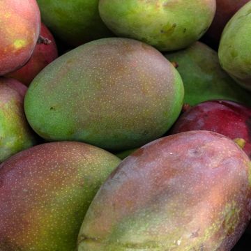 Mangopuu Keitt