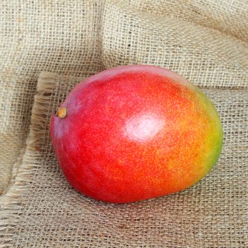 Mangopuu Kent