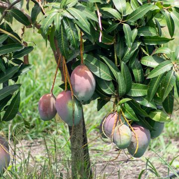 Mangopuu Tommy Atkins