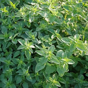 Maustemeirami - Origanum majorana