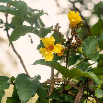 Kameruninputkitrumpetti - Markhamia lutea