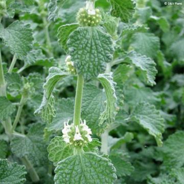 Valkohurtanminttu - Marrubium vulgare