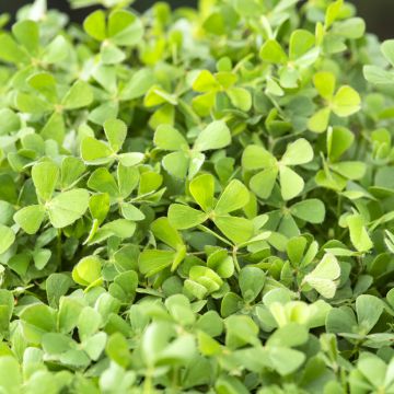 Apilasaniainen - Marsilea quadrifolia