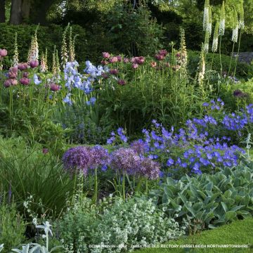 Mixed border -istutusryhmä 3 m²