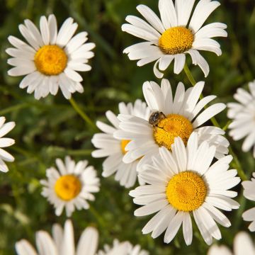 Jalosauramo - Anthemis nobilis