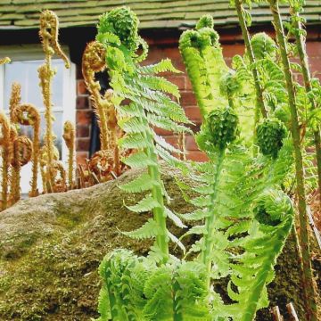 Kotkansiipi - Matteuccia struthiopteris