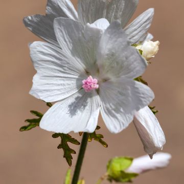 Myskimalva Alba