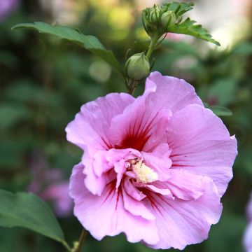 Syyrianhiiskus Purple Pillar