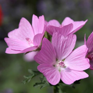 Myskimalva rosea
