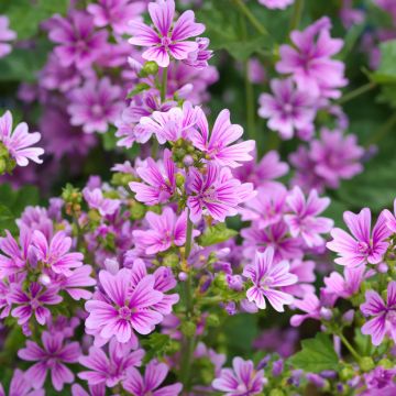 Kiiltomalva - Malva sylvestris