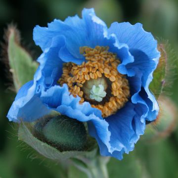 Isovaleunikko - Meconopsis grandis