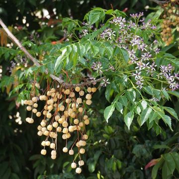 Meelia - Melia azedarach