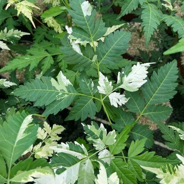 Meelia Jade Snowflake