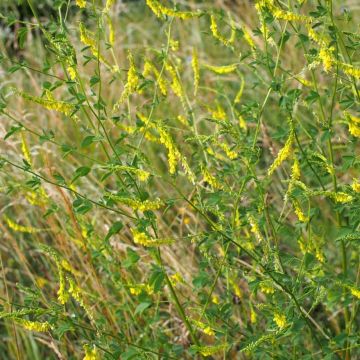 Rohtomesikkä - Melilotus officinalis