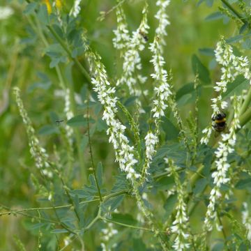 Valkomesikkä (siemenet) - Melilotus albus