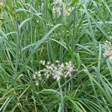 Melinis nerviglumis