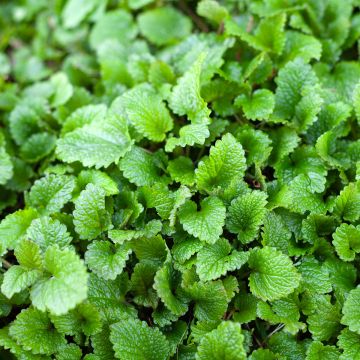 Sitruunamelissa luomu (siemenet) - Melissa officinalis