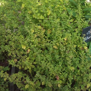 Sitruunamelissa - Melissa officinalis