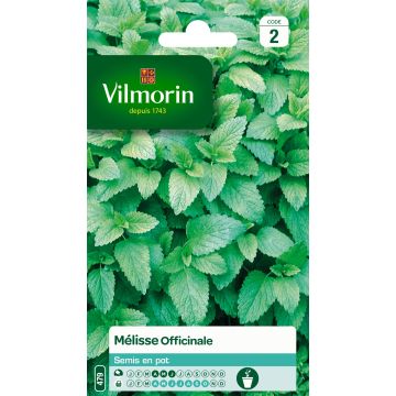 Sitruunamelissa Vilmorin - Melissa officinalis