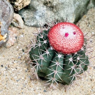 Melocactus azureus