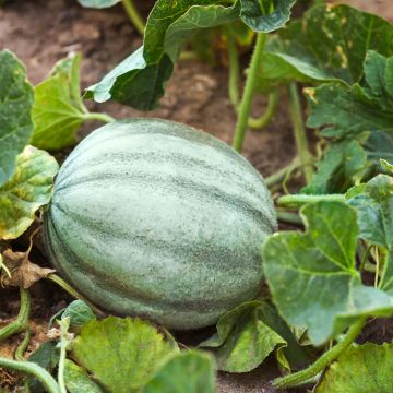 Cantaluponmeloni Ancien Vieille France luomu - Ferme de Sainte Marthe