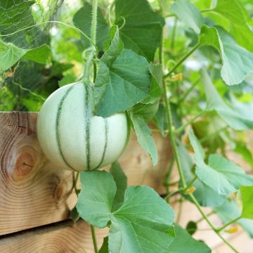 Cantaluponmeloni Artemis F1
