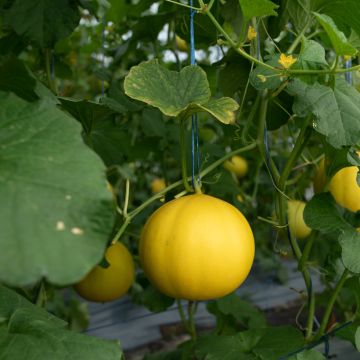 Meloni Boule d'Or luomu - Ferme de Sainte Marthe