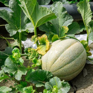 Cantaluponmeloni Charentais luomu