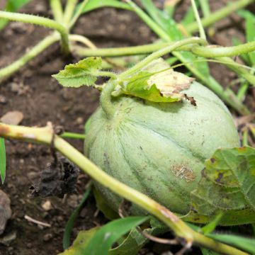 Cantaluponmeloni Charentais - Vilmorin