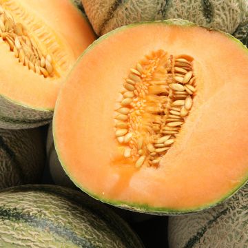 Cantaluponmeloni Cyrano F1 luomu taimena