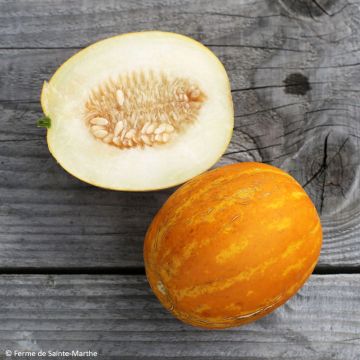 Meloni Mango luomu - Ferme de Sainte Marthe