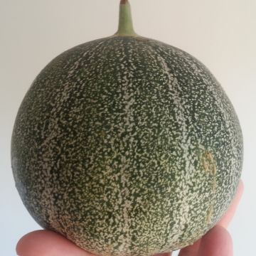 Cantaluponmeloni Petit gris de Rennes
