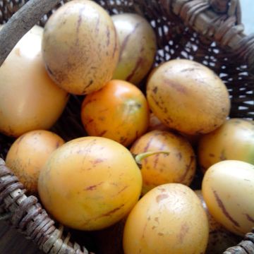 Solanum muricatum