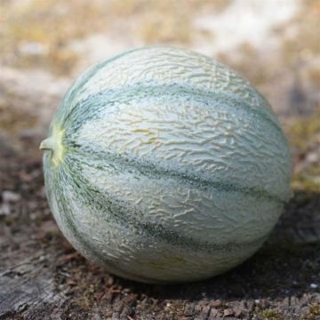 Meloni Rerato Degli Ortolani luomu - Ferme de Sainte Marthe