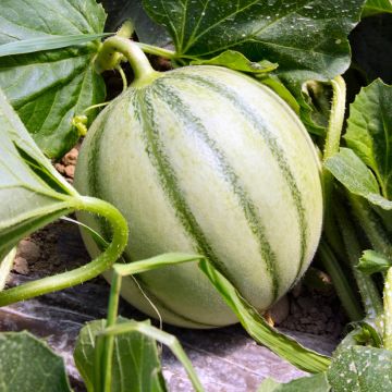 Cantaluponmeloni Savor F1 - Vilmorin