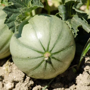Cantaluponmeloni Figaro F1 taimena