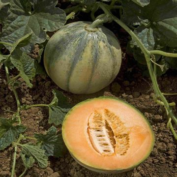Cantaluponmeloni Rubens F1