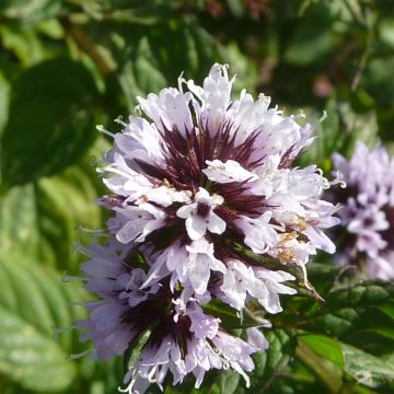 Mintut - Mentha citrata